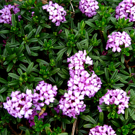 Daphne x kazbali 'Wilhelm Schacht'